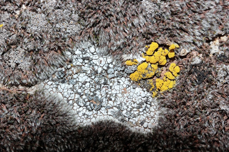 Moth damage treatment rug